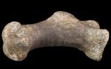 Hadrosaur Metatarsal - Two Medicine Formation, Montana #71694-2